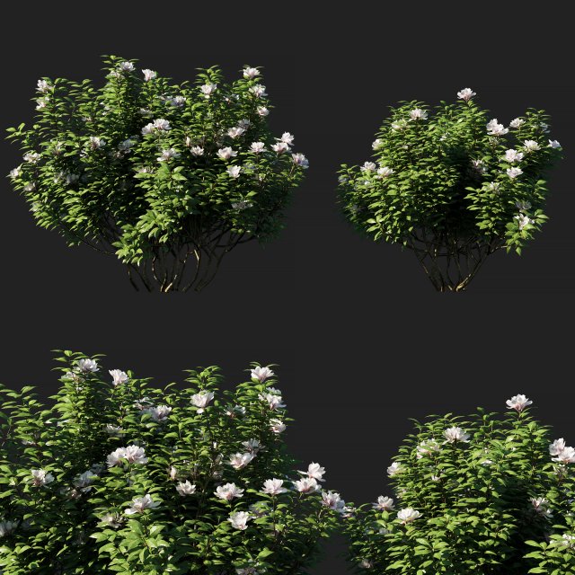 rhododendron ponticum 01 3D Model .c4d .max .obj .3ds .fbx .stl .blend 