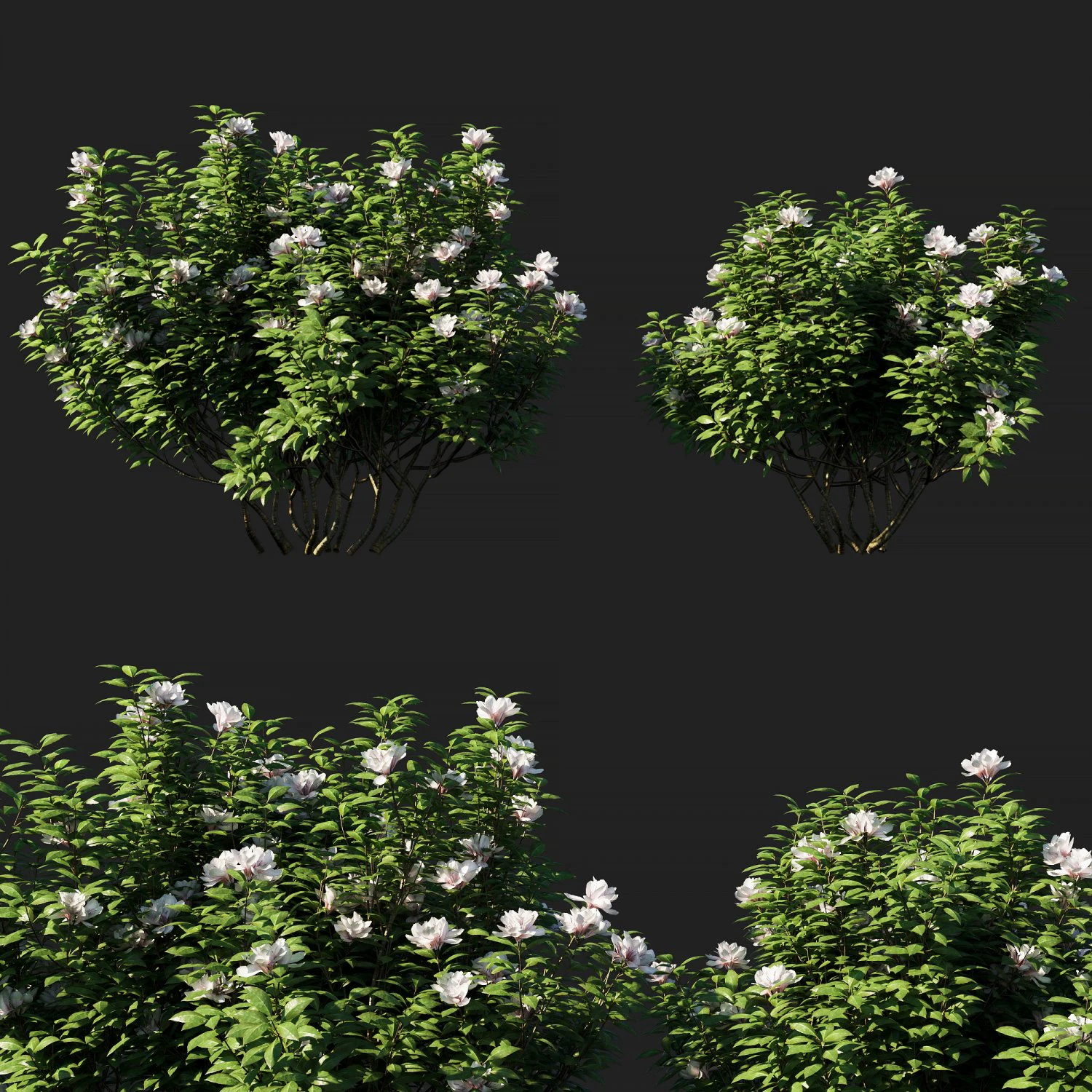 rhododendron ponticum 01 3D Model .c4d .max .obj .3ds .fbx .stl .blend