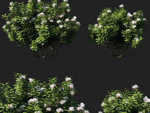 rododendro ponticum 01 Modelo 3D