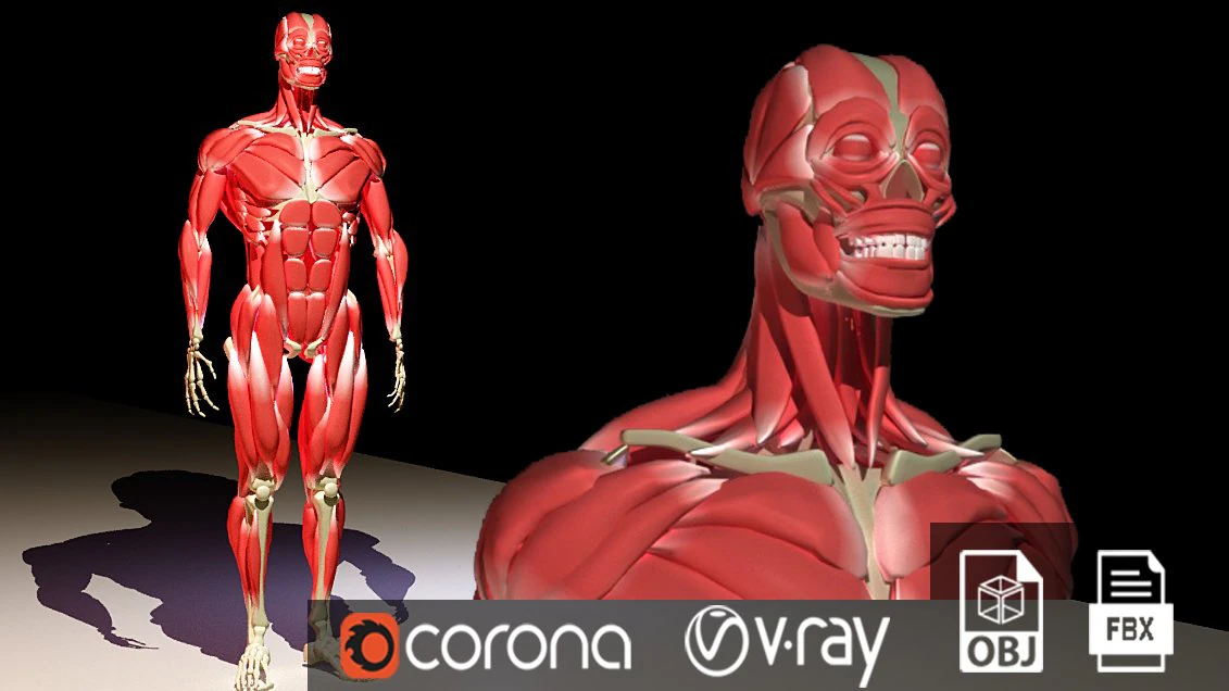 Human anatomy musculature 3D Model .c4d .max .obj .3ds .fbx .stl .blend 
