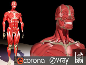 Human anatomy musculature 3D-Modell