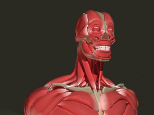 Human anatomy musculature 3D Model