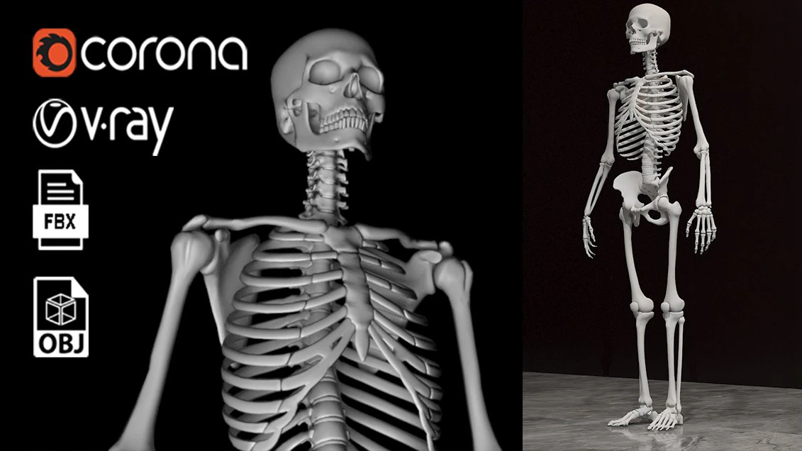 Man skeleton - human skeleton 3D Model .c4d .max .obj .3ds .fbx .stl .blend 