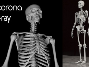 Man skeleton - human skeleton 3D Model
