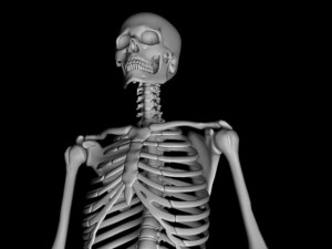 Man skeleton - human skeleton 3D Model