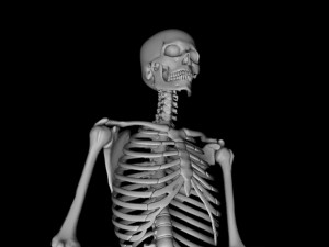 Man skeleton - human skeleton 3D Model