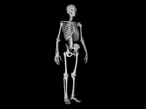 Man skeleton - human skeleton 3D Model