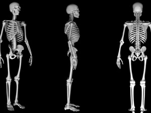 Man skeleton - human skeleton 3D Model
