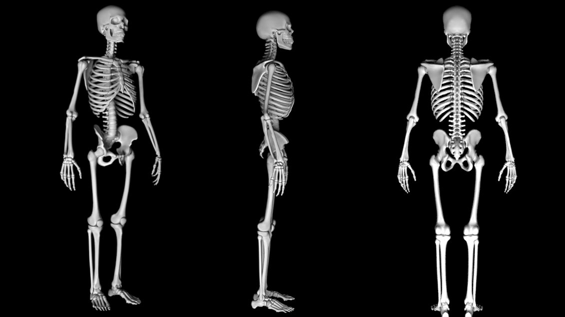 Скелет опора. Скелет человека. Скелет человека анатомия. Осевой скелет, его отделы. Скелет опора тела.