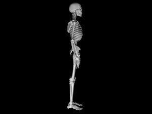 Man skeleton - human skeleton 3D Model