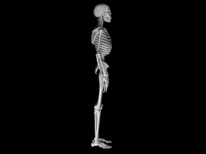 Man skeleton - human skeleton 3D Model