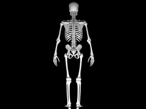 Man skeleton - human skeleton 3D Model