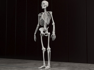 Man skeleton - human skeleton 3D Model
