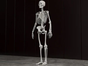 Man skeleton - human skeleton 3D Model