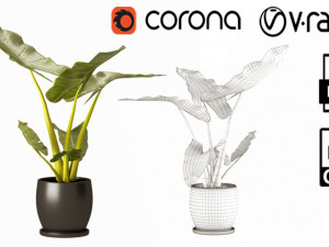 Indoor plant 02 3D Модель