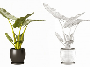 Indoor plant 02 Model 3D
