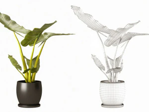 Indoor plant 02 3D Model