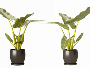 Indoor plant 02 Model 3D