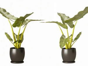 Indoor plant 02 3D Model
