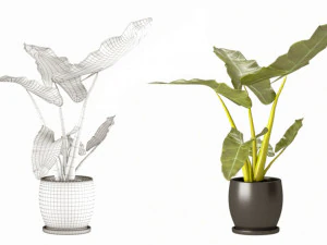Indoor plant 02 3D Model