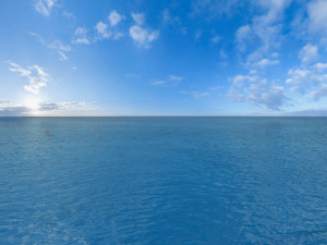 small fish 3D 모델