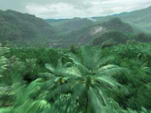 jungle 3D Model