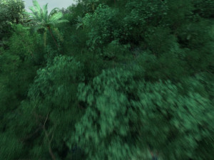 jungle 3D Model