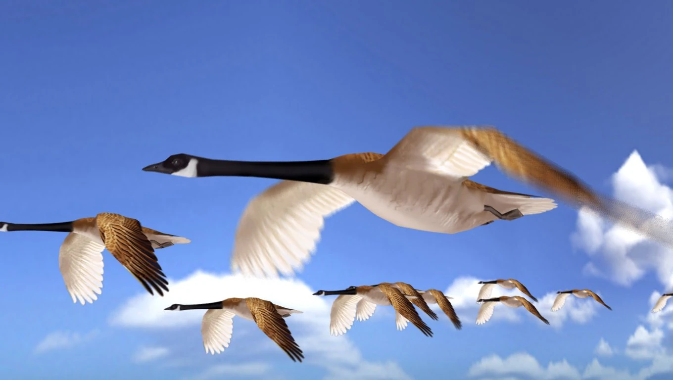 wild goose 3D Model .c4d .max .obj .3ds .fbx .stl .blend 