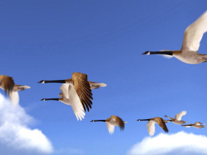 wild goose Modelo 3D