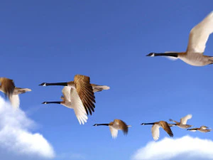 wild goose 3D Model