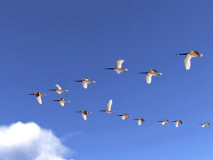 wild goose 3D Model