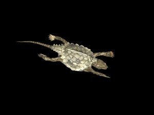 odontosaurus 3Dモデル