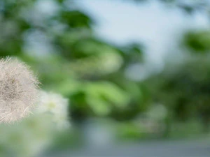 タンポポ 3Dモデル