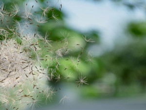 dandelion Modelo 3D