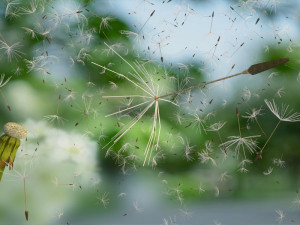 dandelion Modelo 3D