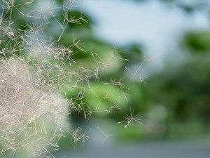 dandelion Modelo 3D
