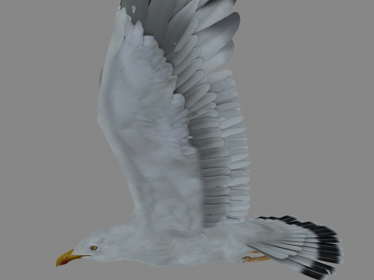 seagull 3D Model .c4d .max .obj .3ds .fbx .stl .blend 