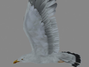 seagull Modelo 3D