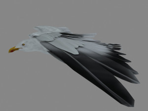 seagull 3D 模型