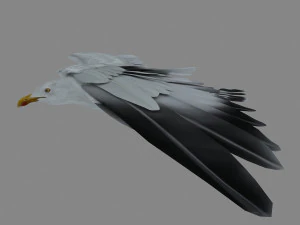 seagull 3D Model