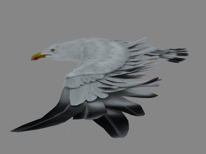 seagull 3D 模型