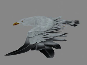 seagull 3D Model