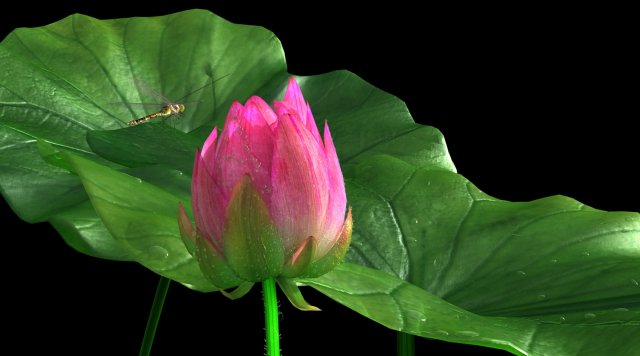 Lotus 3d 模型in 花3dexport Lotus 3d 模型in 花3dexport
