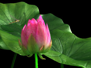 lotus 3D मॉडल