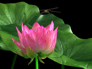 lotus 3D Model