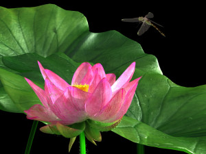 lotus 3D Model