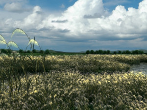 wetlands Modèle 3D