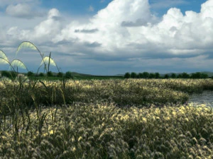 wetlands 3D Model