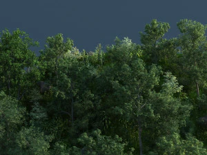 foresta pluviale Modello 3D