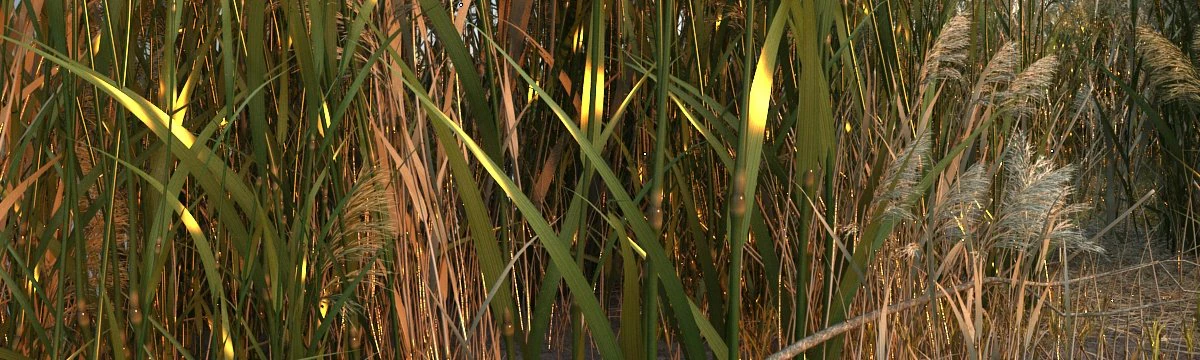 wetlands 3D Model .c4d .max .obj .3ds .fbx .stl .blend 